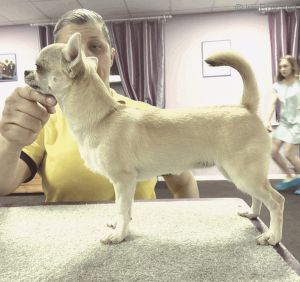 Dog Photo
