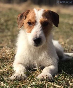 KARTER SOVSKIJE PRUDY