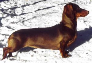 Dog Photo
