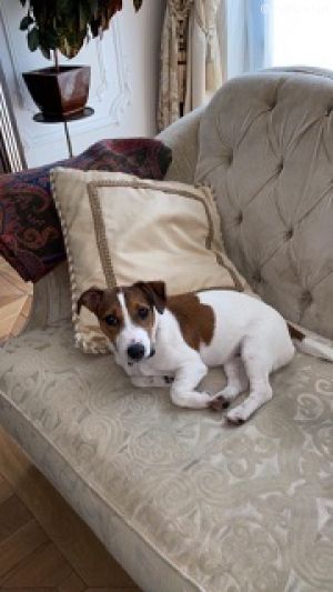 Dog Photo