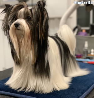 Dog Photo
