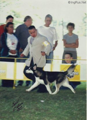 Dog Photo