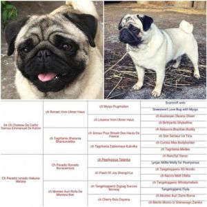 Dog Photo