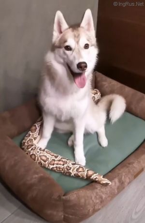 Dog Photo