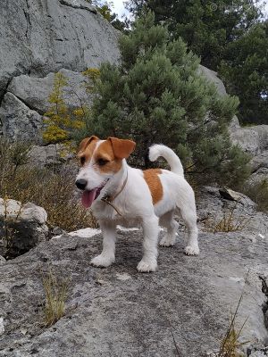 Dog Photo