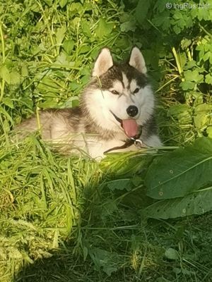 Dog Photo