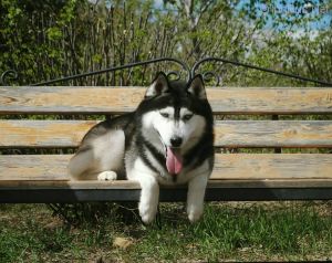 Dog Photo
