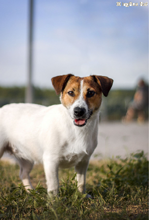 Dog Photo