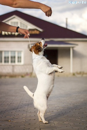 Dog Photo