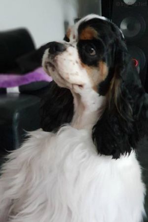 Dog Photo