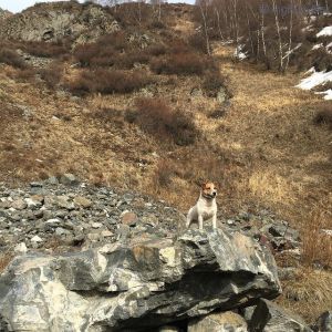 Dog Photo