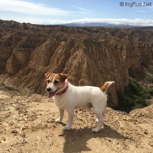 Dog Photo
