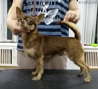 Dog Photo