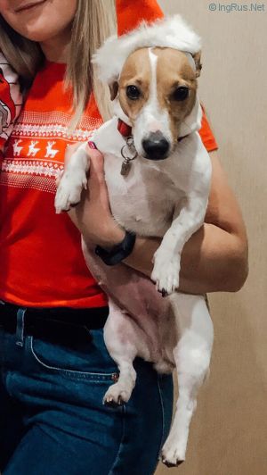 Dog Photo