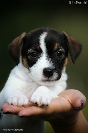 Dog Photo