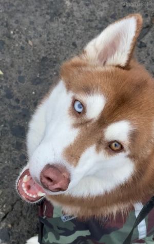 Dog Photo