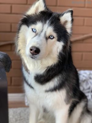 Dog Photo