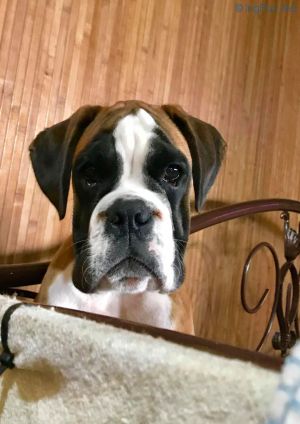 Dog Photo
