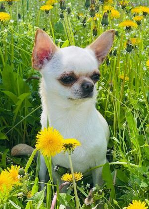 Dog Photo