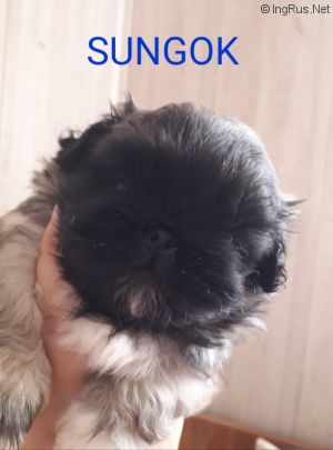 Dog Photo