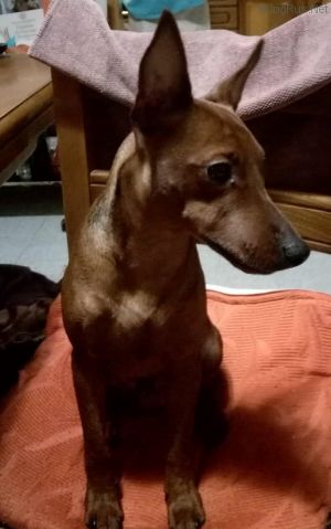 Dog Photo