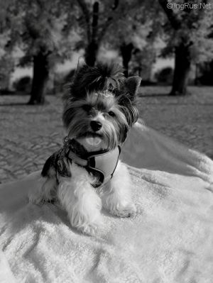 Dog Photo