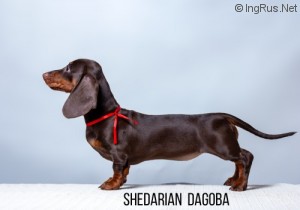 SHEDARIAN DAGOBA