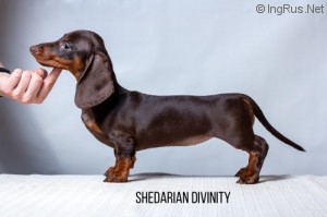 SHEDARIAN DIVINITY