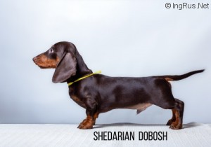 SHEDARIAN DOBOSH
