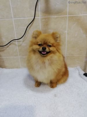 Dog Photo