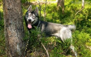 Dog Photo