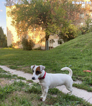 Dog Photo