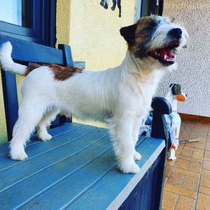 Dog Photo