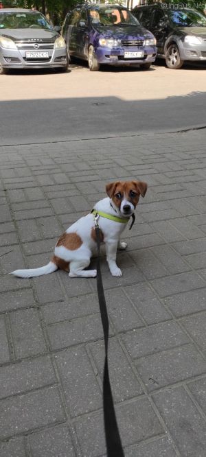 Dog Photo