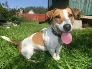 Dog Photo