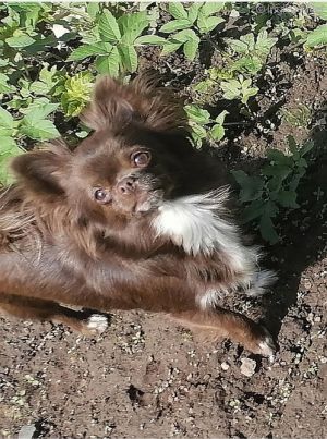 Dog Photo