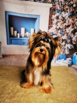 Dog Photo
