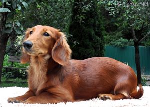 Dog Photo