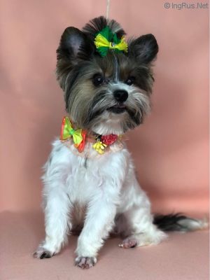Dog Photo