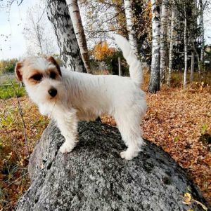 Dog Photo