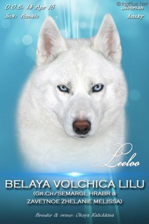 Dog Photo