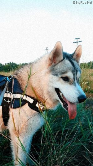 Dog Photo