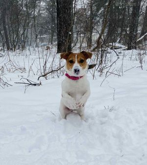 Dog Photo