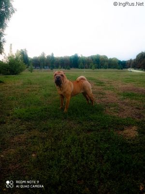 Dog Photo