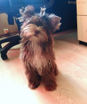 Dog Photo