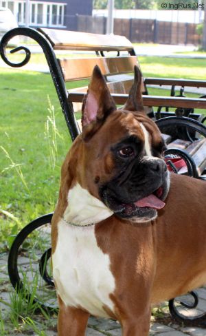 Dog Photo