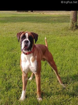 Dog Photo