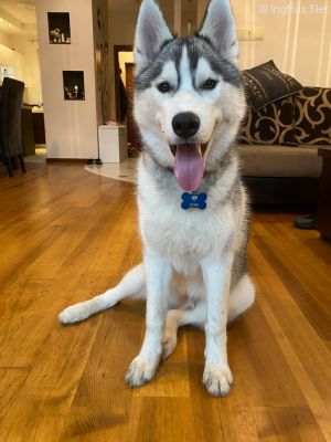 Dog Photo