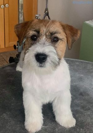 Dog Photo