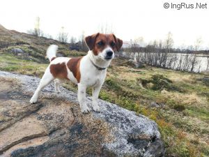 Dog Photo